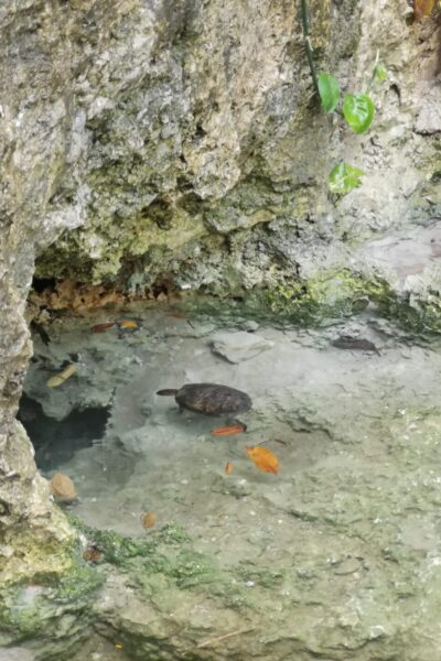 Cenote-Atik