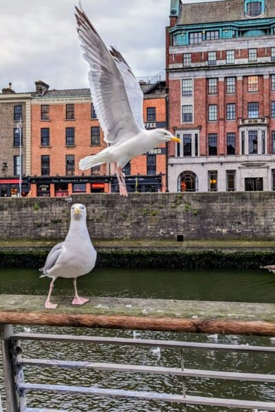Dublin_5
