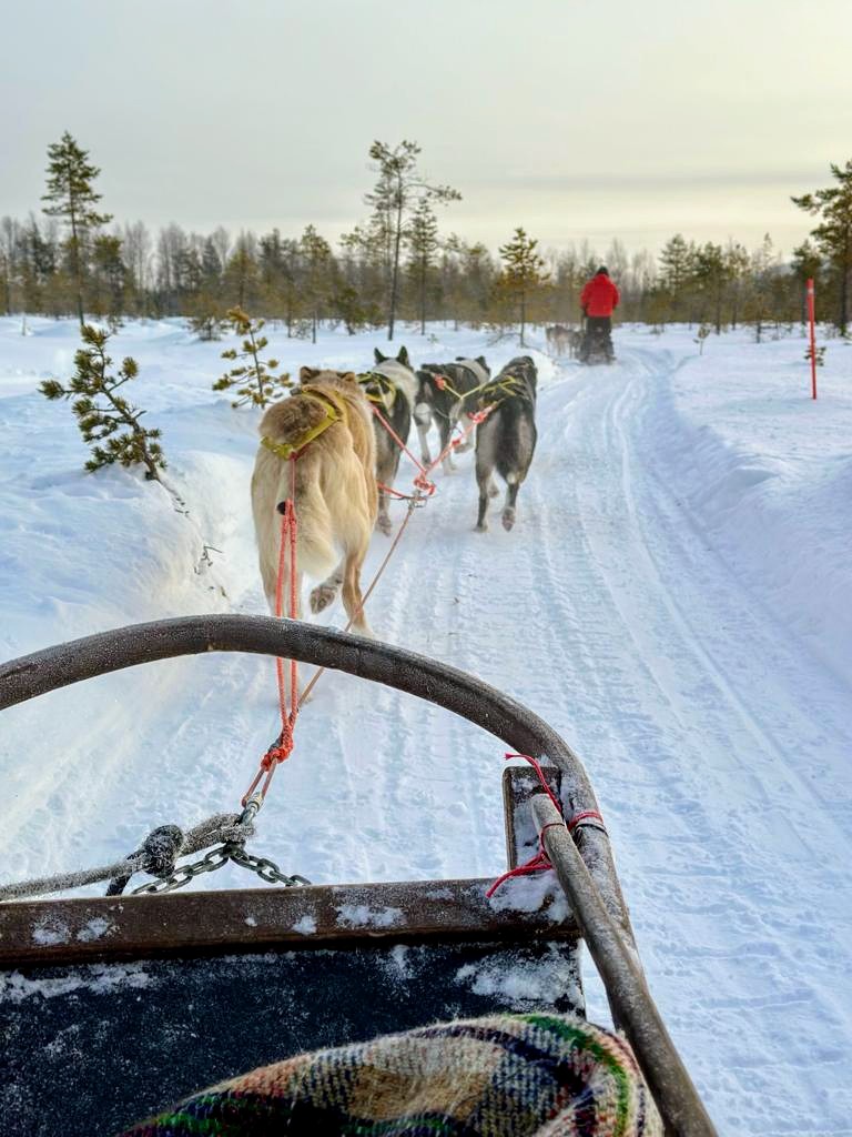 Huskysafari durch verschneite Wälder in Finnisch Lappland