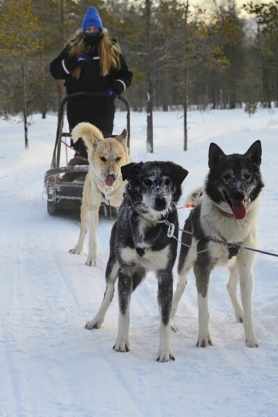 Huskysafari-4