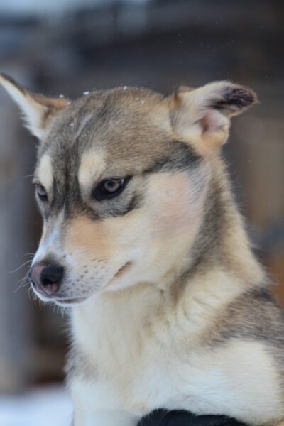 Huskysafari-Welpe