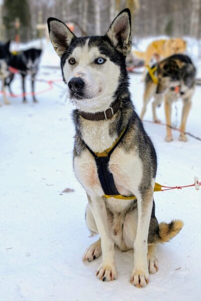 Huskysafari