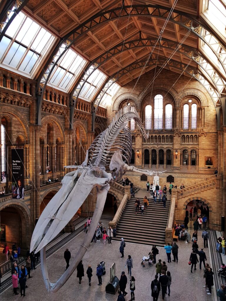Das Natural History Museum mit beeindruckender Architektur und Dinosaurierskelett im Eingangsbereich