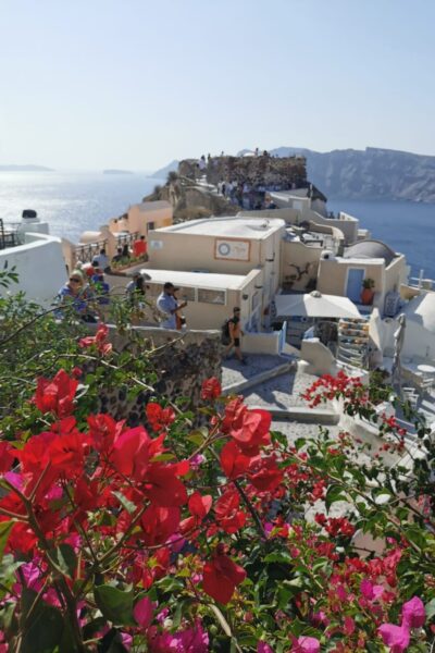 Oia-Blumenmeer-3