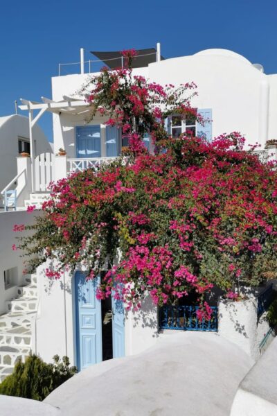 Oia-Blumenmeer