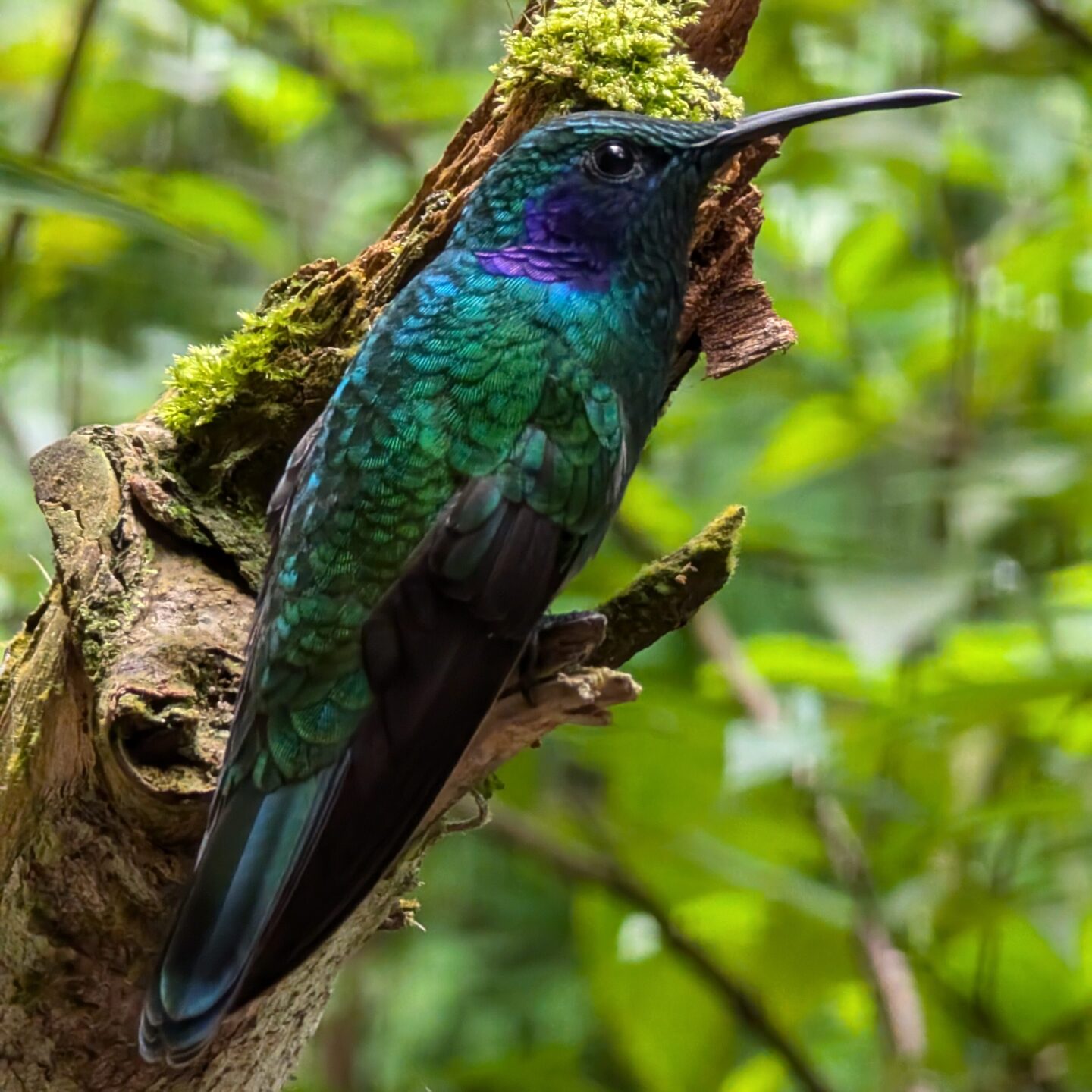 Bunter Kolibri im Nebelwald von Monteverde