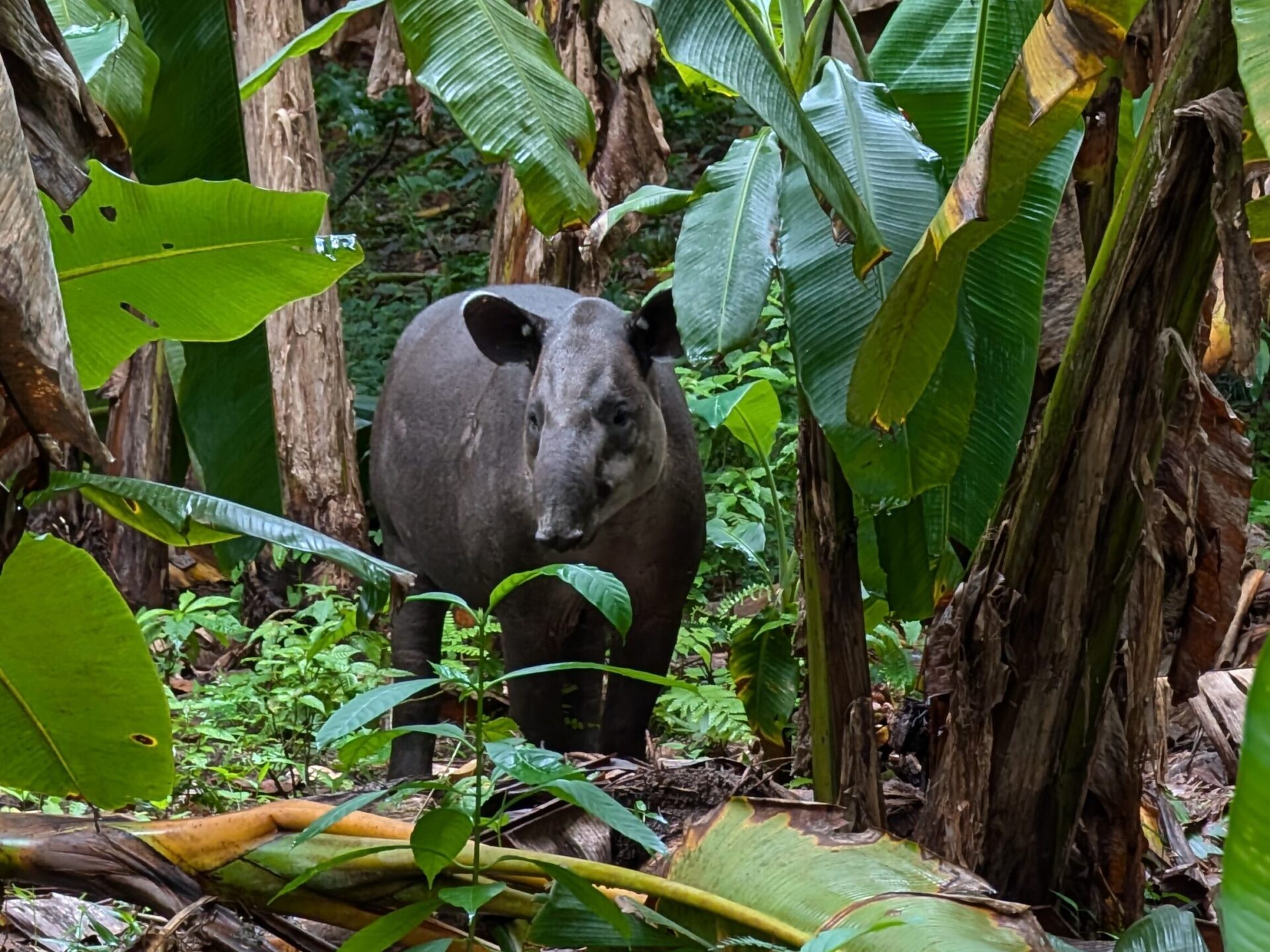 Tapir-Sichtung im Regenwald Costa Ricas