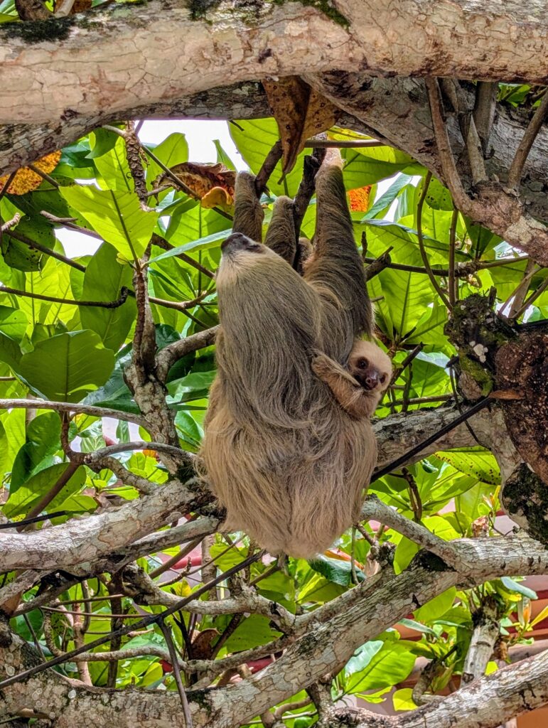 Faultier-Mama mit ihrem Baby in den Regenwäldern von Costa Rica