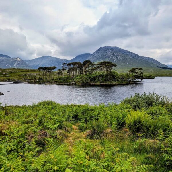 Pine Island Viewpoint