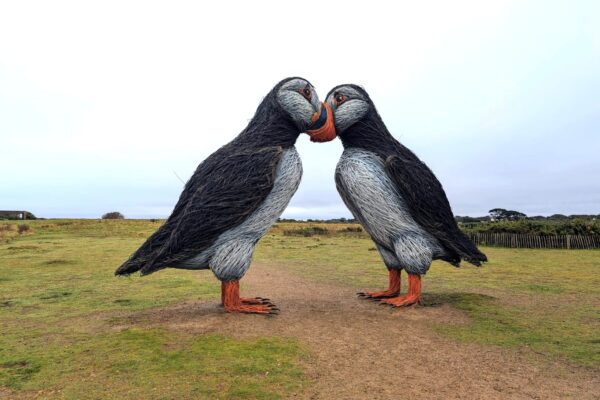 Puffins-1