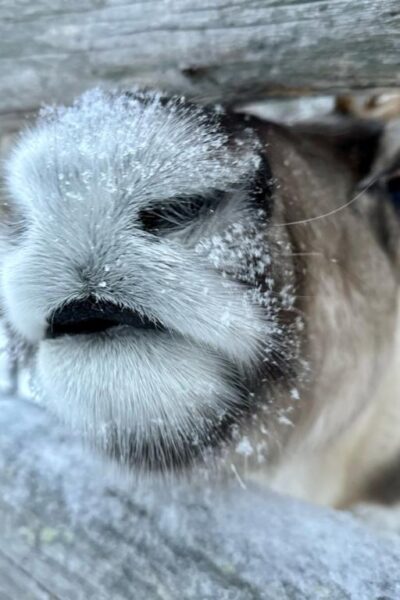 Rentierschnauze