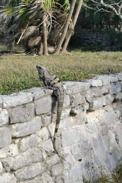 Tulum Ruins-3