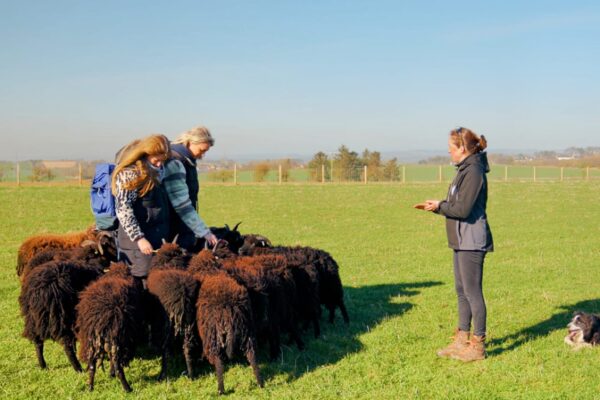 Aberdeenshire Sheep Dogs