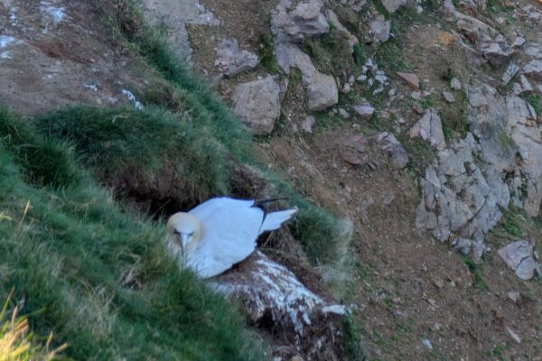 RSPB Troup Head-3